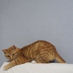 [고양이] [길냥이]치즈냥 이설 임보중-2