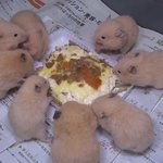 [댓글부탁해] 이 햄스터 종 뭔지 아는사람