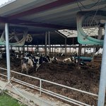 [진격의거인] ㅅㄷ)목장간 판녀