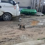 [진격의거인] ㅅㄷ 목장후기)