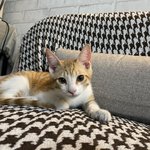 [고양이] 타이어에서 구조된 길냥이 춘<b>배</b>의 하루!