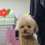 <b>토리</b>댕댕이 거울셀카
