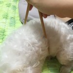 울 아기강아지 먹어버리기~