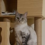 [고양이] 똥고양이 <b>복순</b>이4