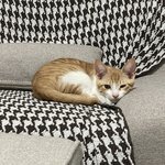[고양이] 타이어에서 구조된 길냥이 춘<b>배</b>의 하루 2