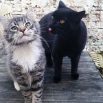 [방탄소년단] 울애들처럼  보이면 무조건 저장하게됨ㅋ ㅋ