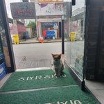 [고양이] 9탄 로또<b>당첨</b>이에게 새동생이 생겼어요!  테라스에서 지내던...