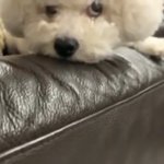 비비와 무슈