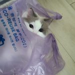 11개월된 더욱더 못생겨<b>진</b> 쌍둥이 고양이 ㅠㅠ