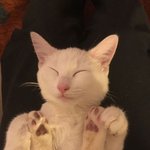 카메라를 내려놓을 수 없는 <b>집사들</b>