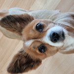 [강아지] 우리집 쉬야쟁이를 소개할게용