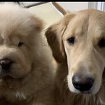 [<b>동물</b>사랑] 힘든시기인 만큼! 우리반려견처럼 오늘도 기쁘길 바라요