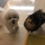 아미들아 연탄 <b>심바</b> 이거 언제임?