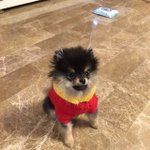 <b>연탄이</b> 사랑해