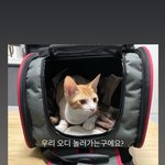 [고양이] 타이어에서 구조된 길냥이 춘배의 하루3
