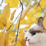 다시 또 찾아올 노오란 <b>풍경</b>들