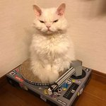 복슬복슬 <b>심통</b>난 귀요미