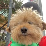 <b>이강아지</b>  진짜 웃기게 생겼네