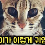 살쾡이가 원래 이렇게 귀여운가요!?