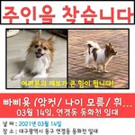 강아지 주인을 찾습니다