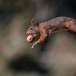 투명 날개 달린 듯한 붉은 다람쥐