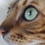 [고양이] 사고뭉치 벵갈고양이 평온한 일상