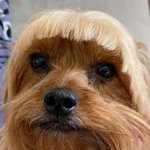 [댓글부탁해] 영화 <b>사자</b> 무서움?