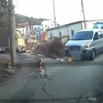 강아지 차로 친 운전자 "어차피 유기견인데"…고발 당해