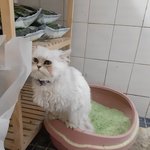 [고양이] <b>동이</b>가 너무 보고싶어요