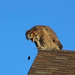 야생 사진 이렇게 찍는 거 맞나요?