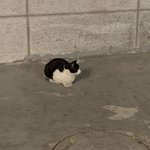 [더보이즈] ㅅㄷ 어제 집가는데 고양이 봄