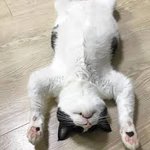 고양이 애교에 <b>놀란</b> 주인.jpg