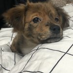 [이것좀봐줘] 우리 <b>강아지</b> 좀 봐줘