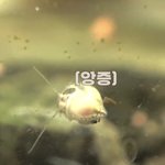 [무한분열] 처음에 뒤에 큰 <b>달팽이</b> 못 보고