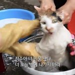 [드루와] 고양이들 <b>베스</b> 싫어함?