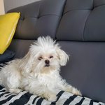 콩이의일상