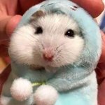 머리 자를까 말까