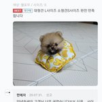 얘 견<b>종이</b> 뭘까ㅠㅠ
