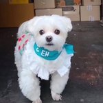 [강아지] 경태 데일리룩 모음