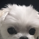 강아지 자랑 대회를 시작하겠습니다