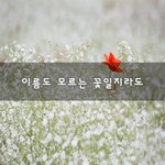 [좋은생각] 이름도 모르는 꽃일지라도~