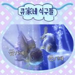 [더보이즈] 아 얘네가 <b>금이</b> 은이야?
