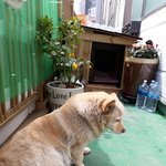 [꼭조언부탁] 의사가 유기 시키랍니다!!