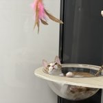 [고양이] 타이어에서 구조된 길냥이 춘배의 하루 4