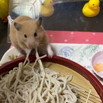 햄스터한테 메밀<b>소바</b> 먹이기