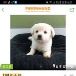 [드루와] 유기견 <b>보호센터</b> 보는데 귀여운거 발견함