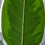 <b>식물</b>에 붙은 이게 먼지 아시나요?