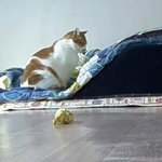 나의 동거묘 <b>도칠</b>이 다이어트