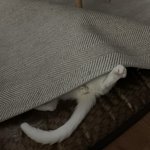 [고양이] 울집 똥고앵이 보고가세욤