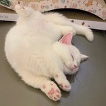 [드루와] 와 근데 <b>술집</b>출신 연예인은 왜 티비에 나옴?